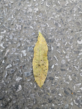 一张树叶