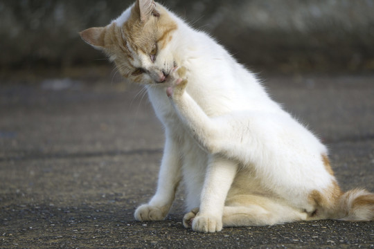 小猫舔后爪