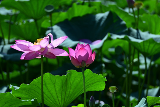 荷花
