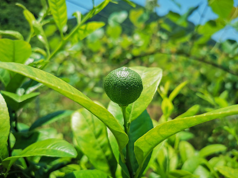 绿色柠檬果