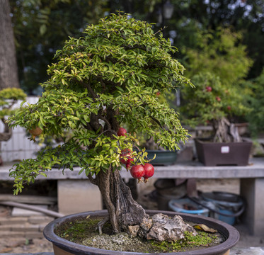 石榴盆景