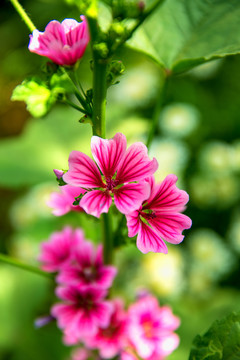 蜀葵花素材