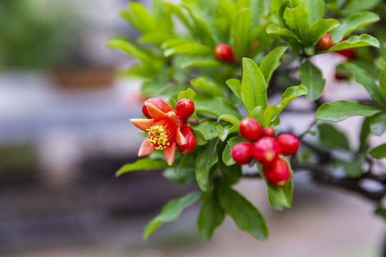 石榴花素材