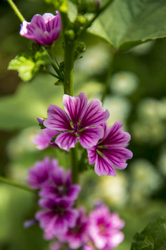 蜀葵花素材