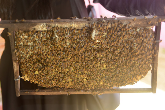 蜂农手里拿着满是蜜蜂的蜂巢