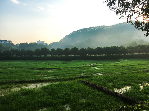 清晨的湿地公园