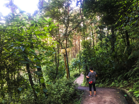 森林公园登山道