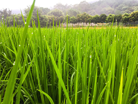水稻禾苗绿色背景