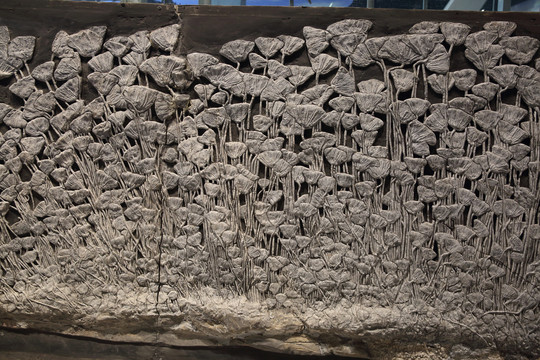 海百合化石