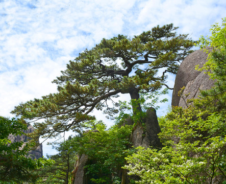 黄山松送客松