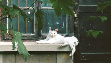 阳台上慵懒的白猫