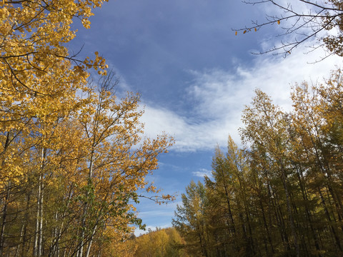 呼伦贝尔满归凝翠山的秋景秋树