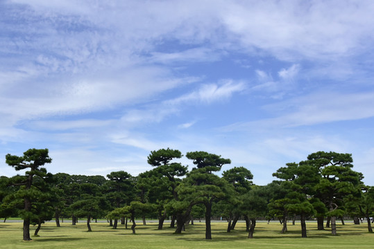 日本皇居外苑的松林