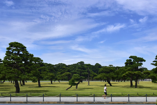 东京皇居外苑的松林
