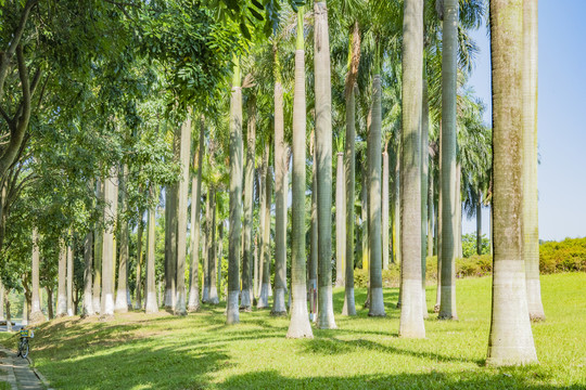 树林草坪