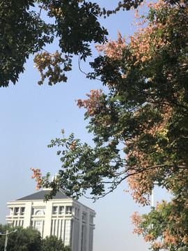秋天的街道