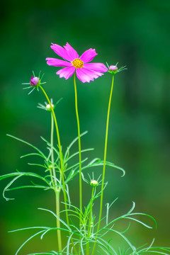 格桑花