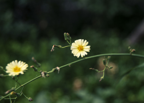 翅果菊