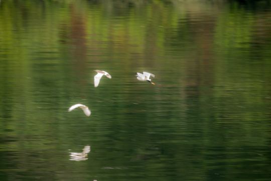 湖面水鸟