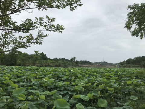 池塘荷叶