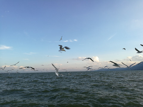 昆明滇池海鸥