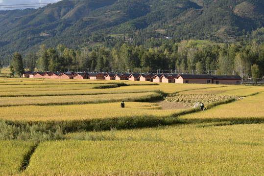 彝家新寨新农村