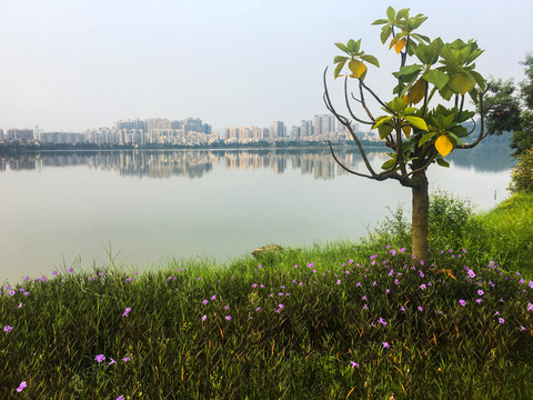 晨曦中的波海湖