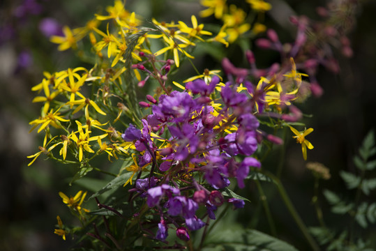 山花