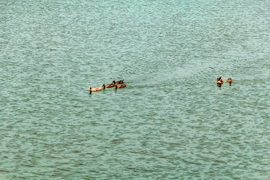 水中野鸭