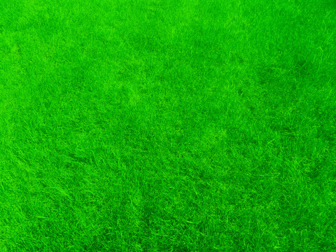 绿色草地装饰