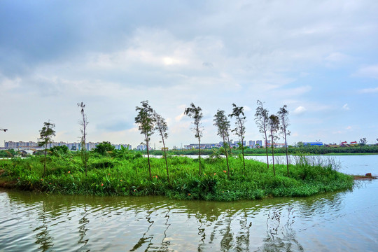 东莞沙田镇湿地景观