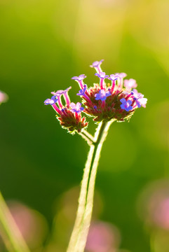 小紫花