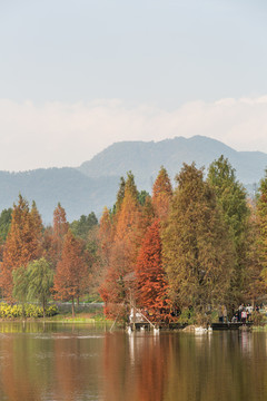 水杉树