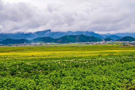 依拉草原