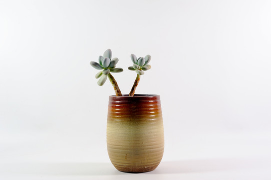 简单植物背景