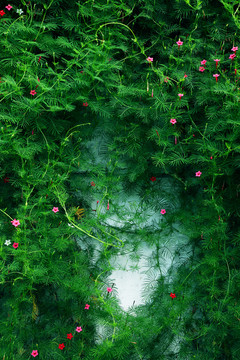 植物墙