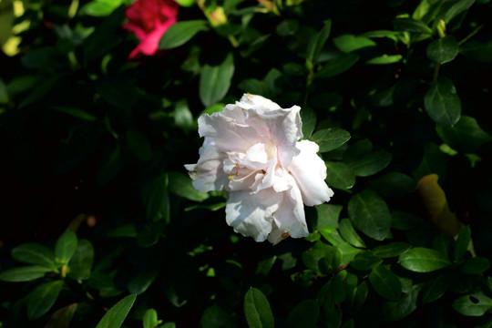 杜鹃花