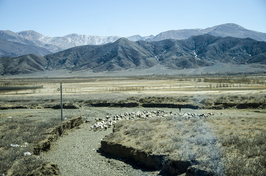 青藏高原藏民牧场羊群