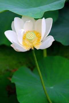 白色荷花