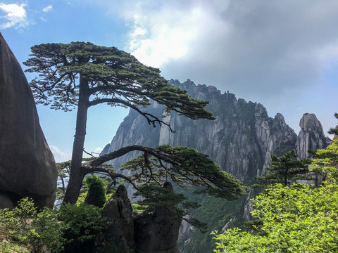 松树黄山