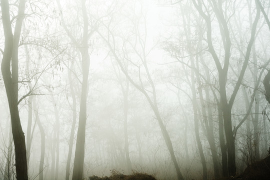 晨雾中的梦幻树林