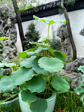 苏州园林拙政园荷花