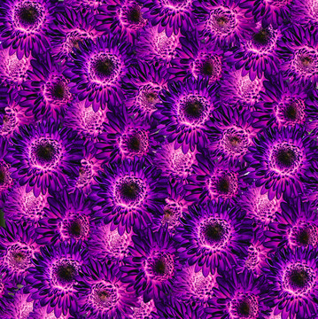 玫红紫色花底纹