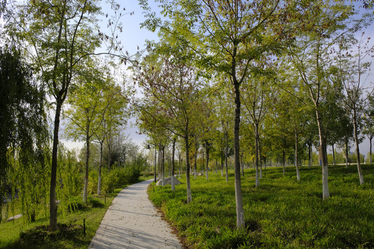公园小路