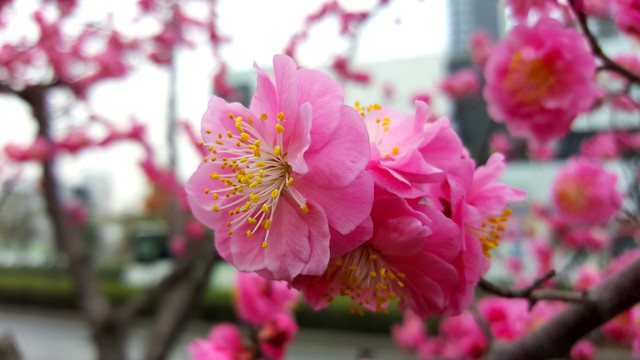 粉色绽放的海棠
