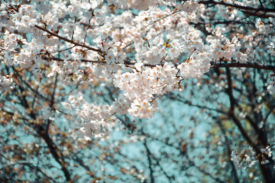 玉渊潭樱花