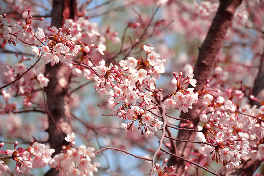 樱花