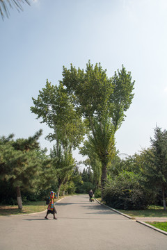 公园小路