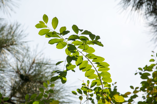植物叶子