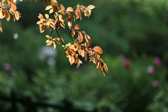 雨中的树叶